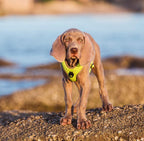 Pet Products Explosion Proof Flush Strap Reflective Chest Vest