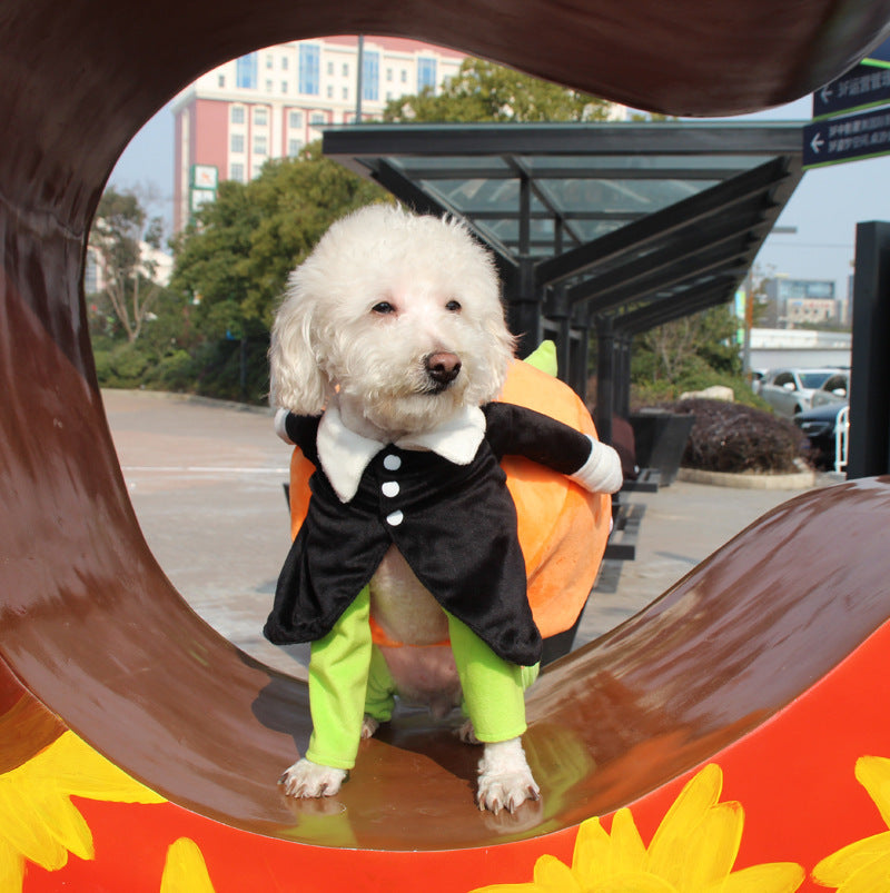 clothes for pets pumpkin costume